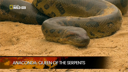.   / Anaconda. Queen of the serpents (Wilda A. Rokos) [2010 ., , , HDTVRip 720p]