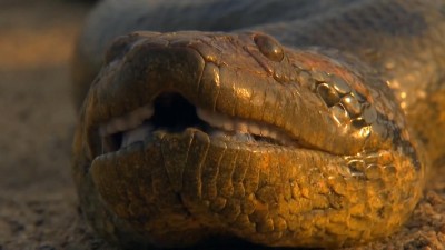 Анаконда. Королева змей / Anaconda. Queen of the serpents (2010) HDTVRip (720p)