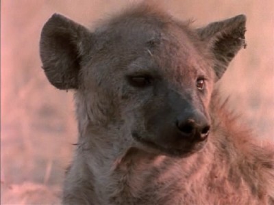 Заклятые враги: львы и гиены / Eternal Enemies: Lions and Hyenas (1992) DVDRip