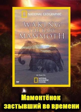National Geographic. Мамонтёнок: застывший во времени (Пробуждение мамонтёнка) / Waking the Baby Mammoth (2009 / HDTVRip)