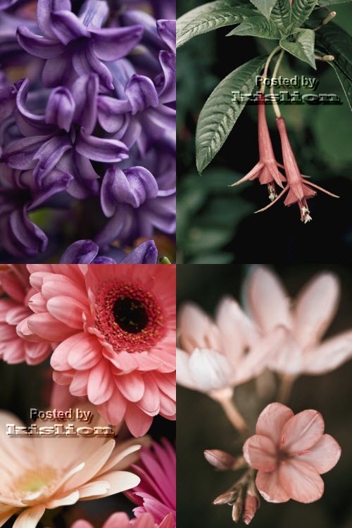 Fotostok Flowerses 2
