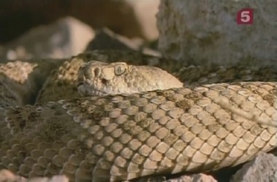 Гремучая змея / Rattlesnake (1996) SATRip