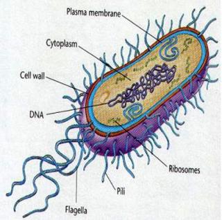 2 types of bacteria