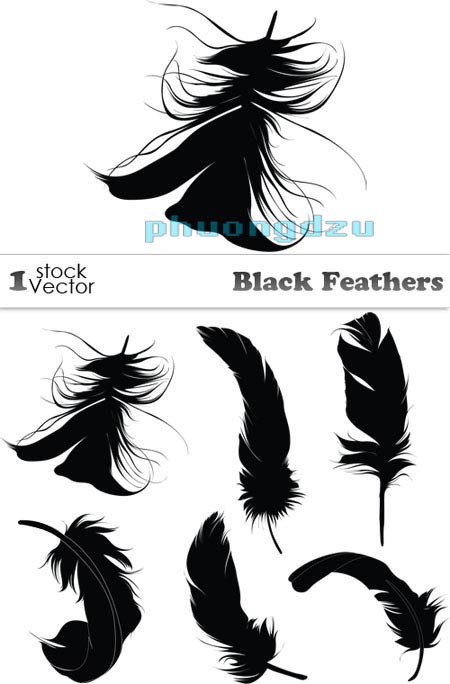 Black Feathers Vector
