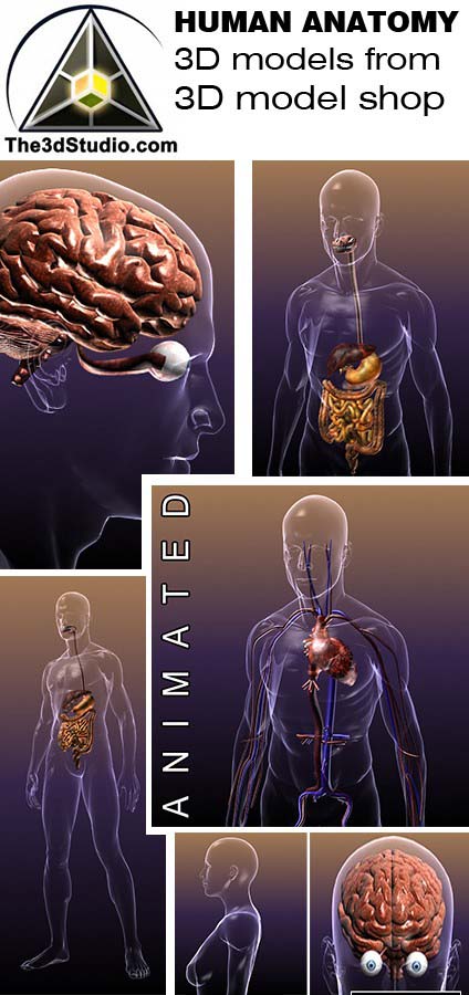 anatomy 3d models collection