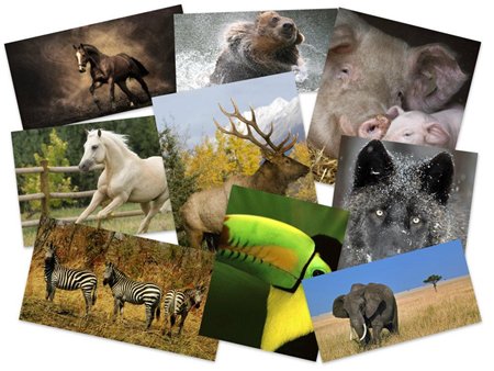 45 Incredible Animals Full HD Wallpapers Set 1