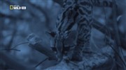  .    / Night Stalkers. Jaguar Ambush (2011) HDTV