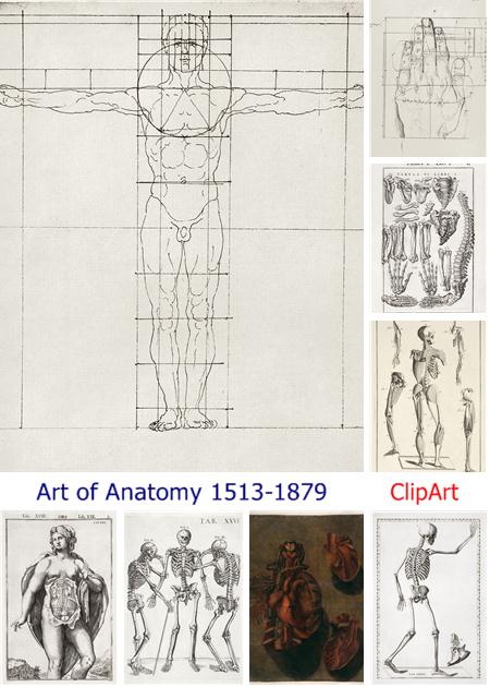 Visual Language 08 Art of Anatomy 1513-1879 REUPLOAD